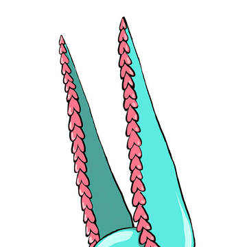 D4C