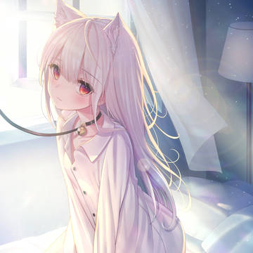 와이셔츠 고양이