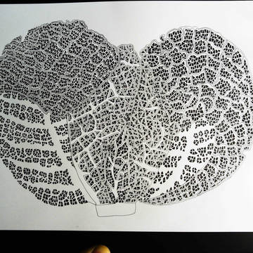 One cabbage 3