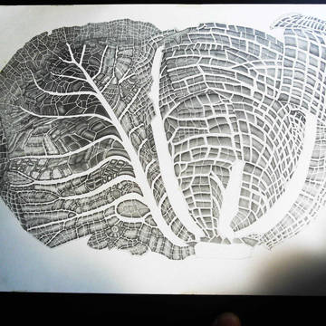The　prototype cabbage