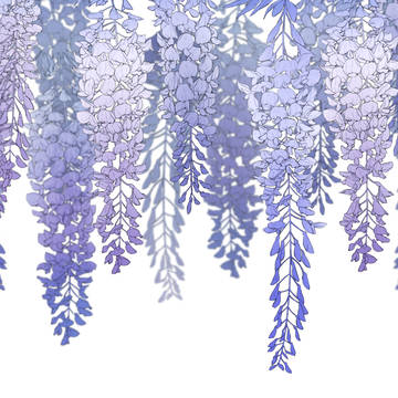 藤の花