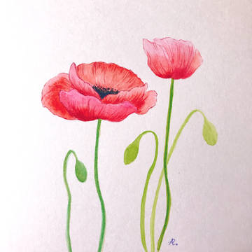 ケシ(ひなげしの花)