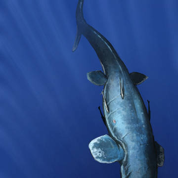 海王