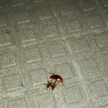先輩をお食事中の先輩