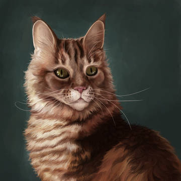 My cat