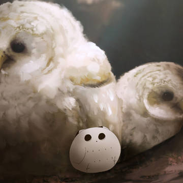 白いエゾフクロウの雛