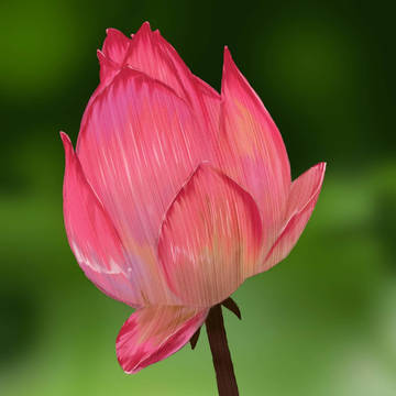 Lotus flower