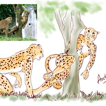 Moe Moe Leopard