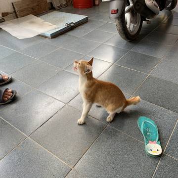 猫の鳴き声