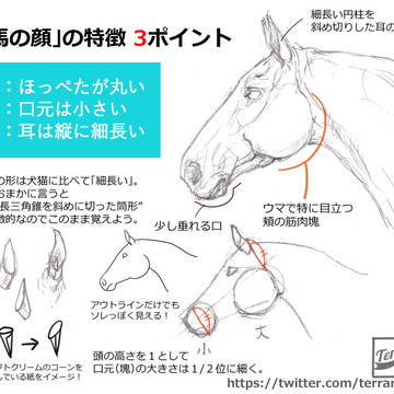 【顔の特徴】馬・狼・ライオンの特徴から探る顔の描き方