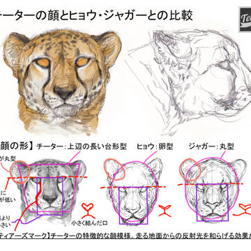 チーターの顔とヒョウ・ジャガーとの比較+体型