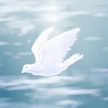 鳩