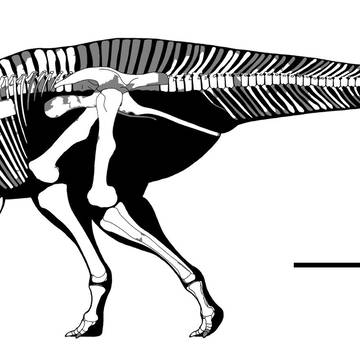 カムイサウルス・ジャポニクス