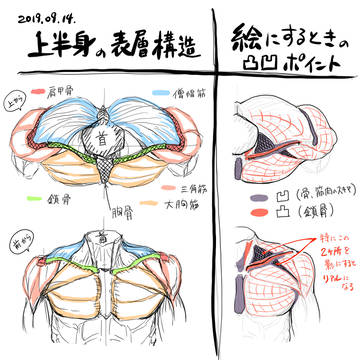 上半身の表層構造