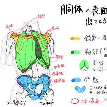 表面に出てくる胴体の骨格について