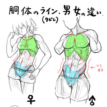 胴体のクビレライン男女の違い
