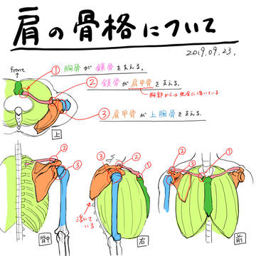 肩の骨格について