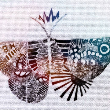 私の蛾