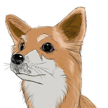 昔飼っていた犬