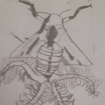 Creatonotos gangis