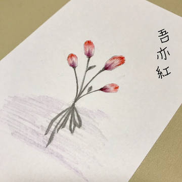 【七宝】吾亦紅【その後】