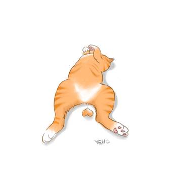 猫の蛋