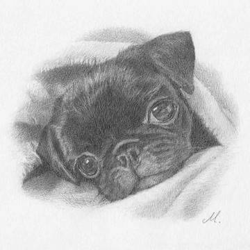 黒パグ 鉛筆画