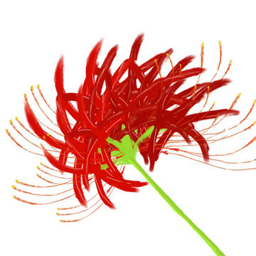 彼岸花