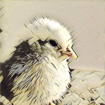 chicken