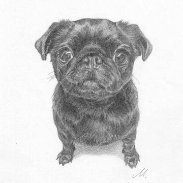 黒パグ鉛筆画２