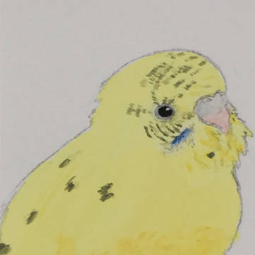 インコ