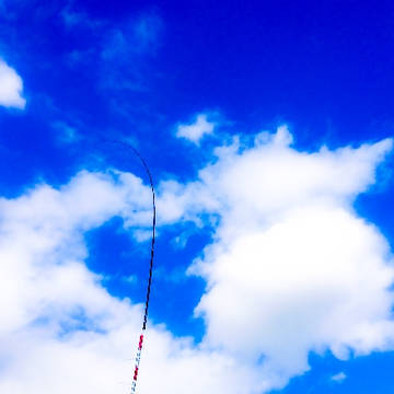 カイト鷹