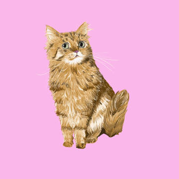 うちの猫♪