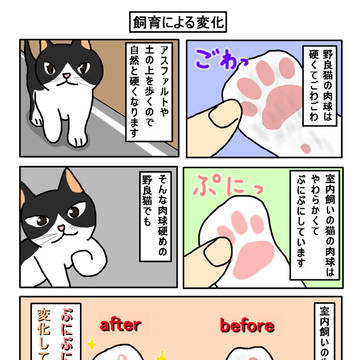 肉球の変化