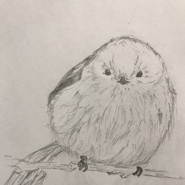 シマエナガ