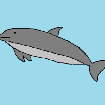 海豚