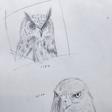 猛禽類？