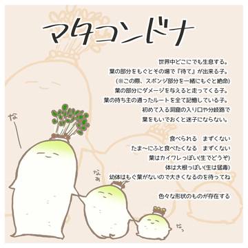 【PFAOS】 マタコンドナ