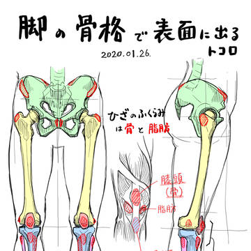 脚の骨格のランドマーク