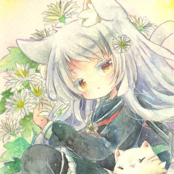 白菊