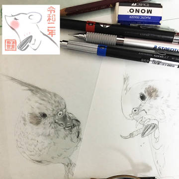 描きかけオカメインコ（家の２羽）