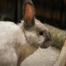 キッズオンエア　Rabbit