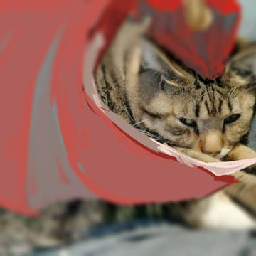炎喵龙