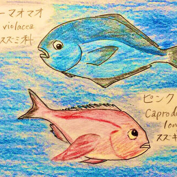 ブルーマオマオ/ピンクマオマオ
