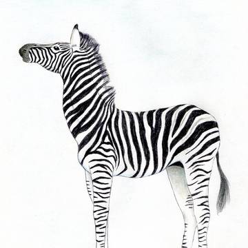 チャップマンシマウマ