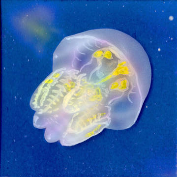 【毎日一絵チャレンジ】jellyfish（クラゲ）3