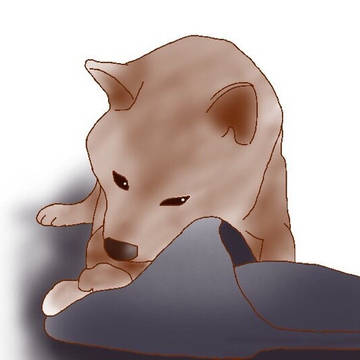 スリッパと戯れる犬