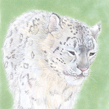 ユキヒョウ４