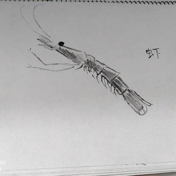 虾