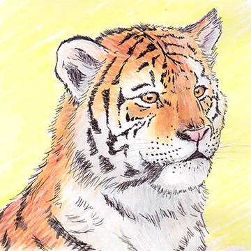 トラ８